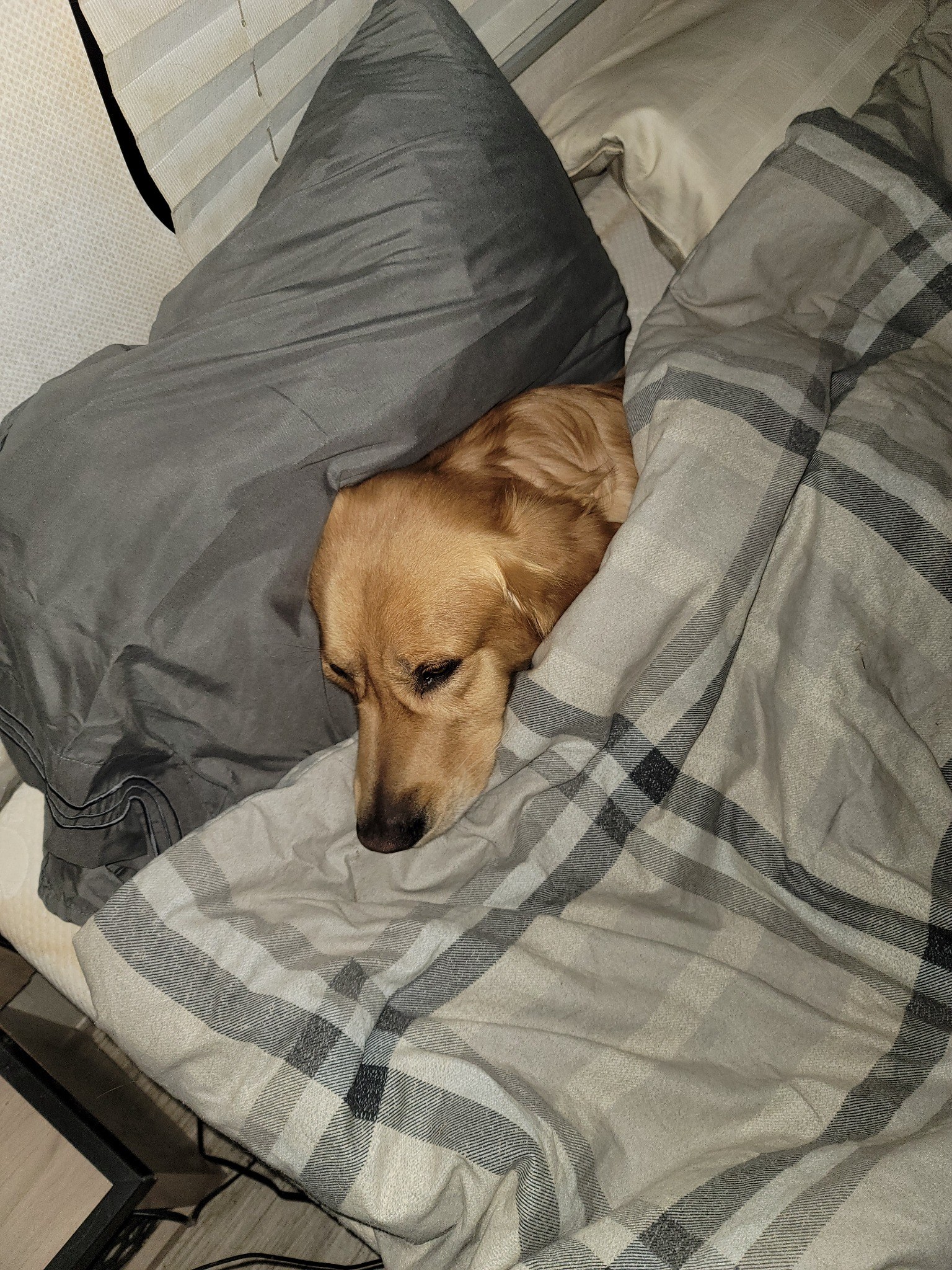 Shawn sleeping among blankets